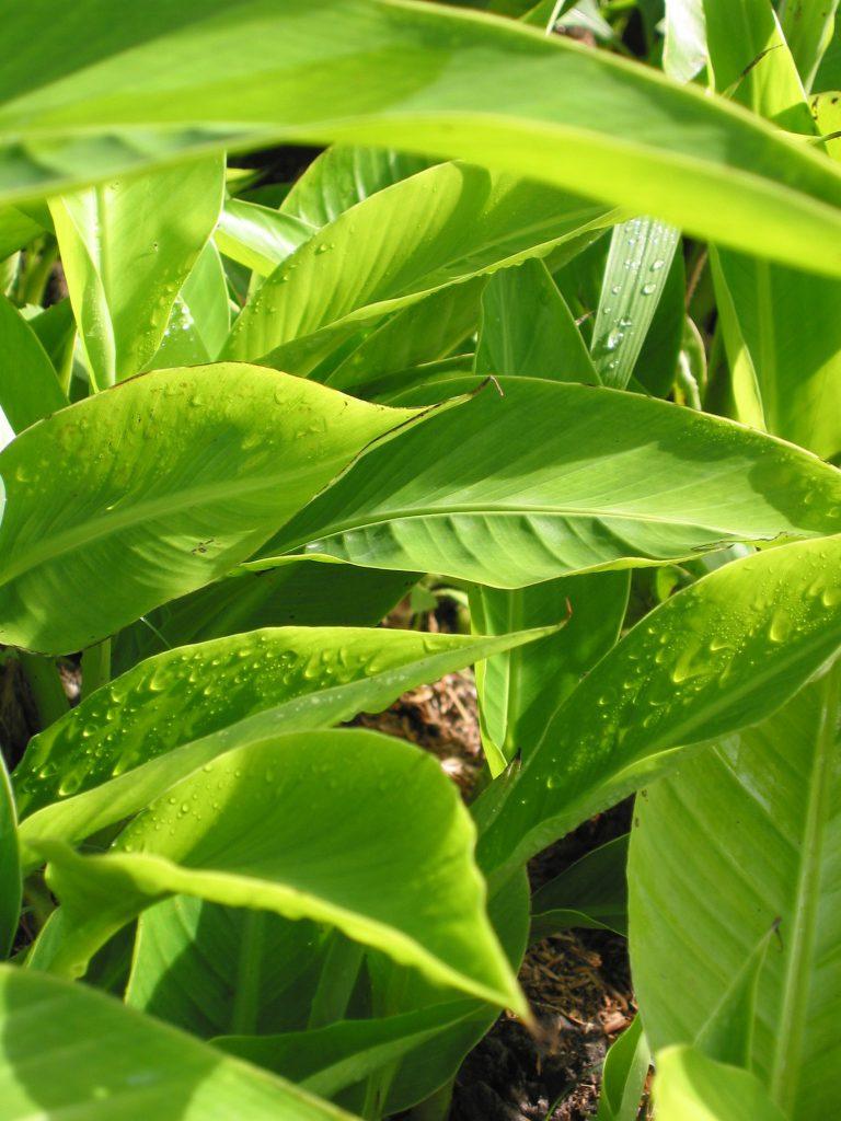 Abaca plant